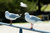 Sea Gulls