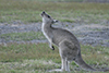 Kangaroo