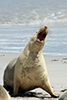 Sea Lion yawn