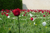 Field of Tulips