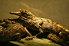 Baby Crocodiles