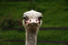 Ostrich Portrait